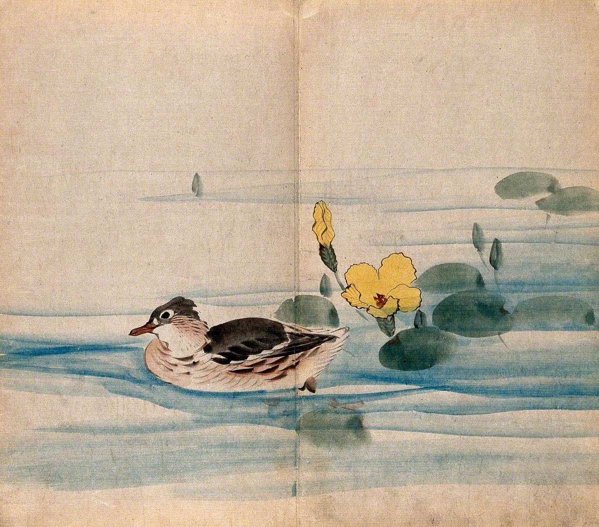 A Duck and Flowering Water Lily (Nymphaea Species) in Water