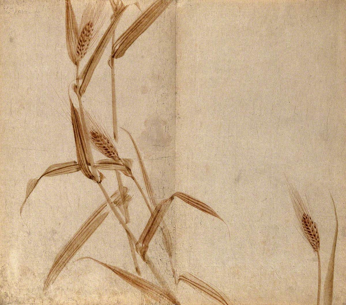 Rye (Secale Species): Plant Stems with Seedheads