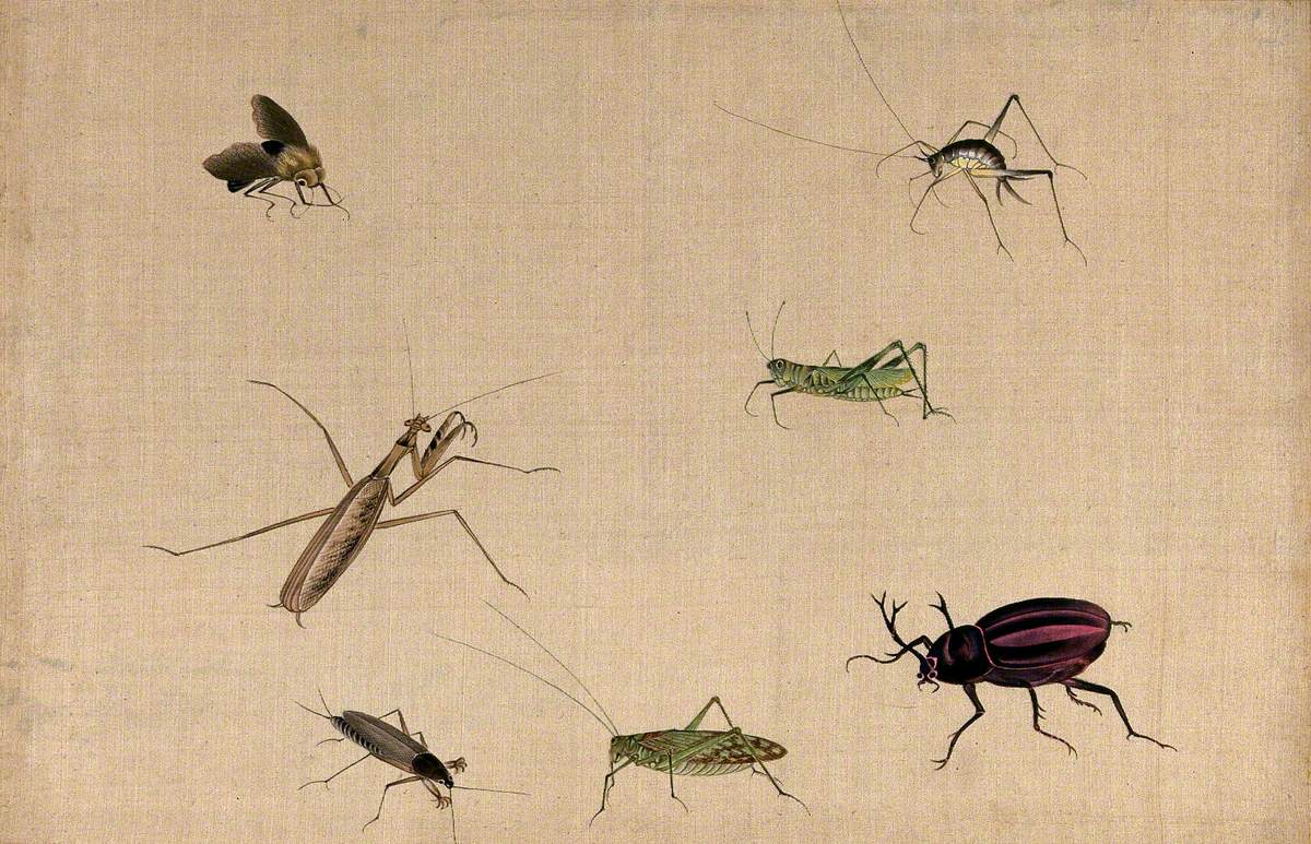 Seven Insects, including a Grasshopper, Praying Mantid and Stag Beetle