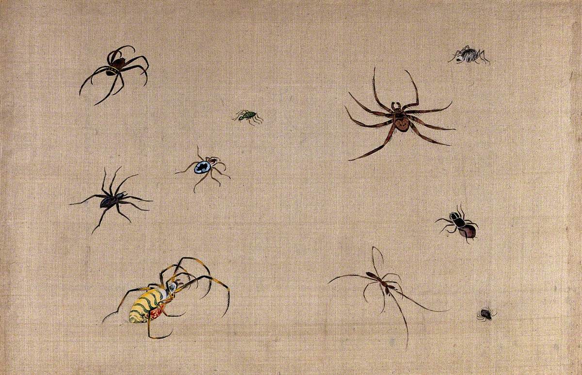 Ten Spiders, Showing Much Variation in Shape and Colour