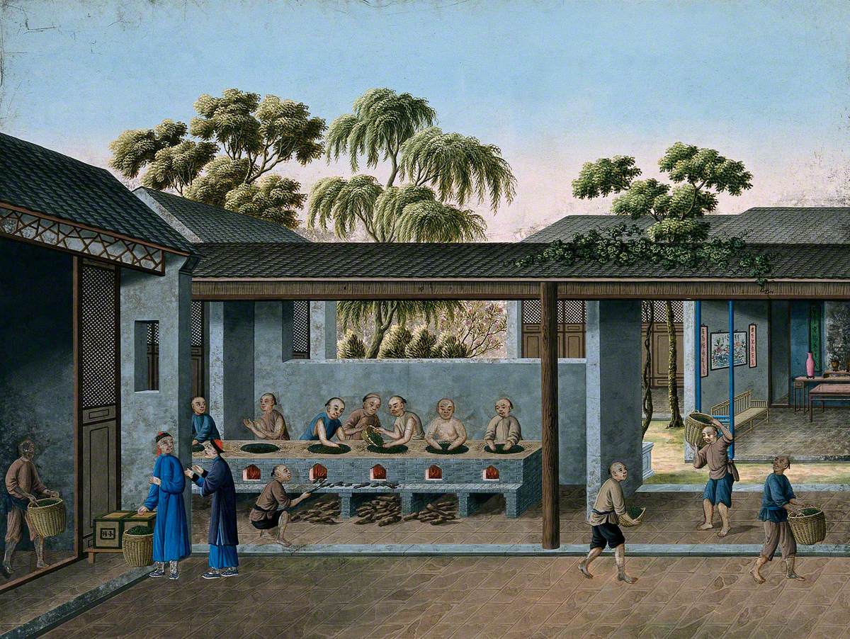 A Tea Plantation in China: Workers Heating and Drying Tea Leaves