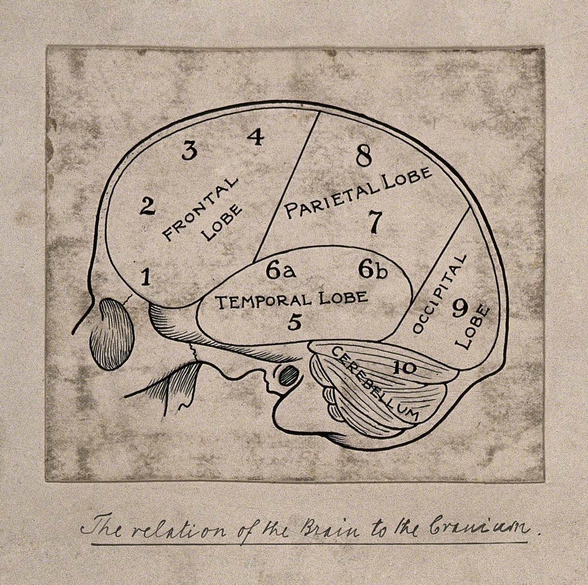 Diagram of the Brain for a Phrenological Textbook