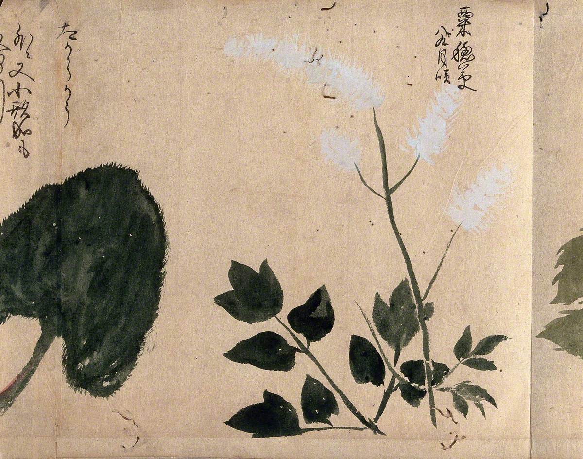 One White Flowering Plant