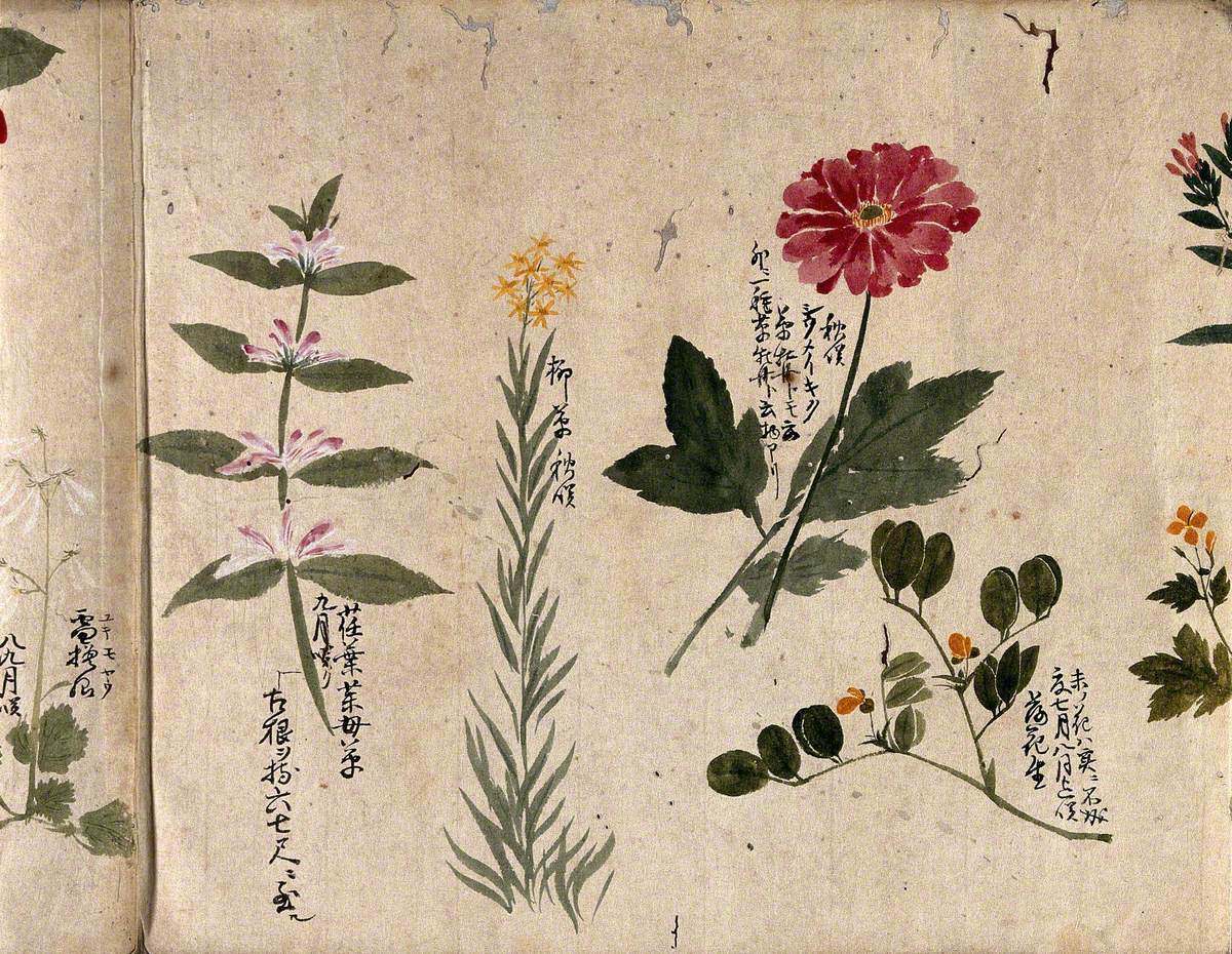 Four Flowering Plants, including a Legume, a Labiate and an Anemone