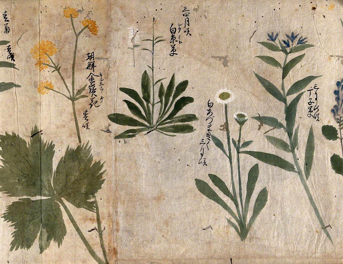 Four Flowering Plants