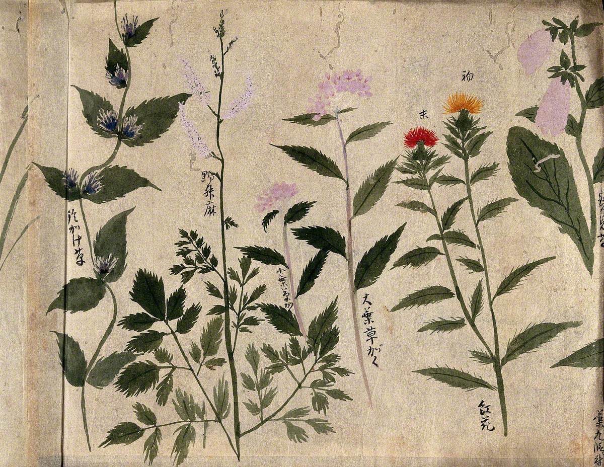 Five Flowering Plants