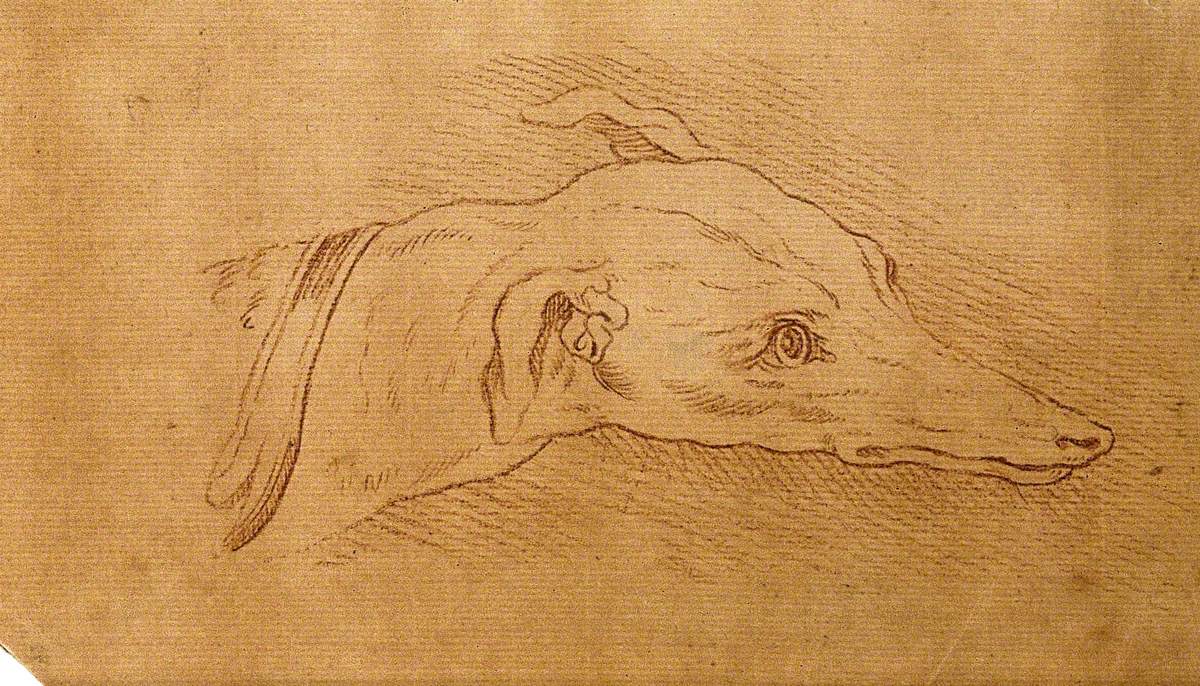 Head of a Dog