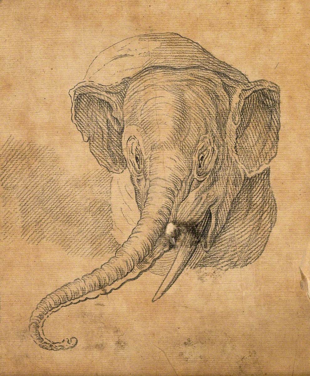 Head of an Elephant