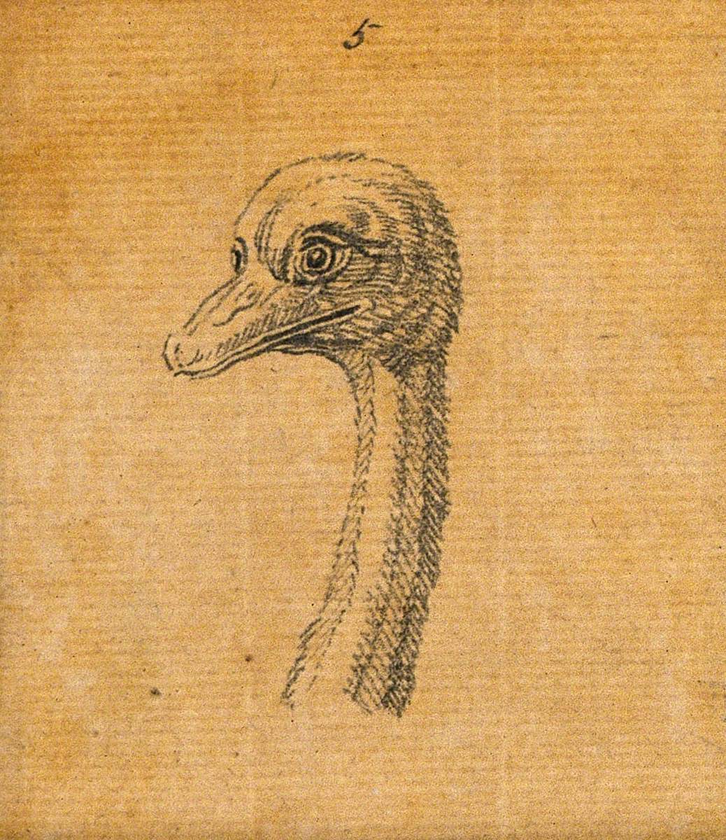 The Head of an Ostrich