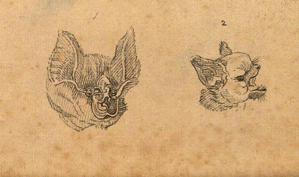 Heads of a Horseshoe Bat and a Common Bat