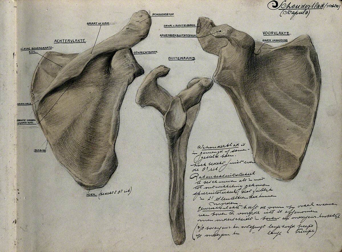 The Upper Half of a Skeleton without the Skull