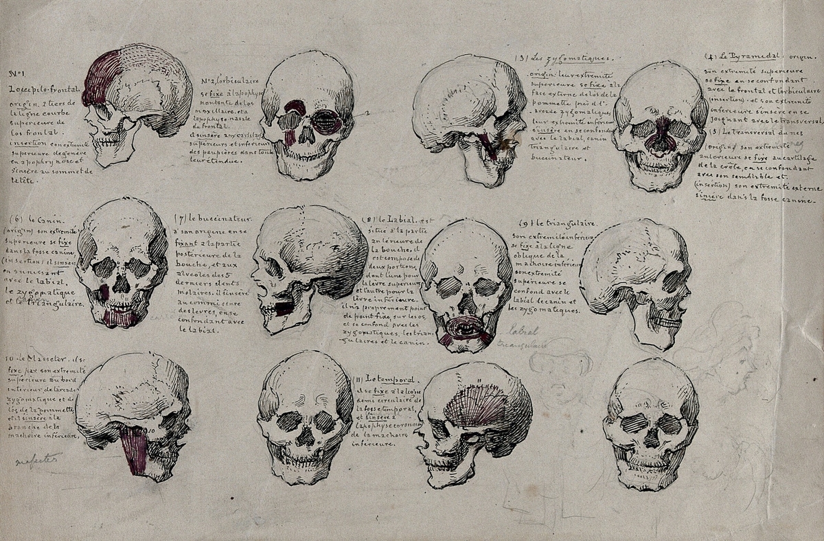 Twelve Views of a Skull with Two Sketches of Men