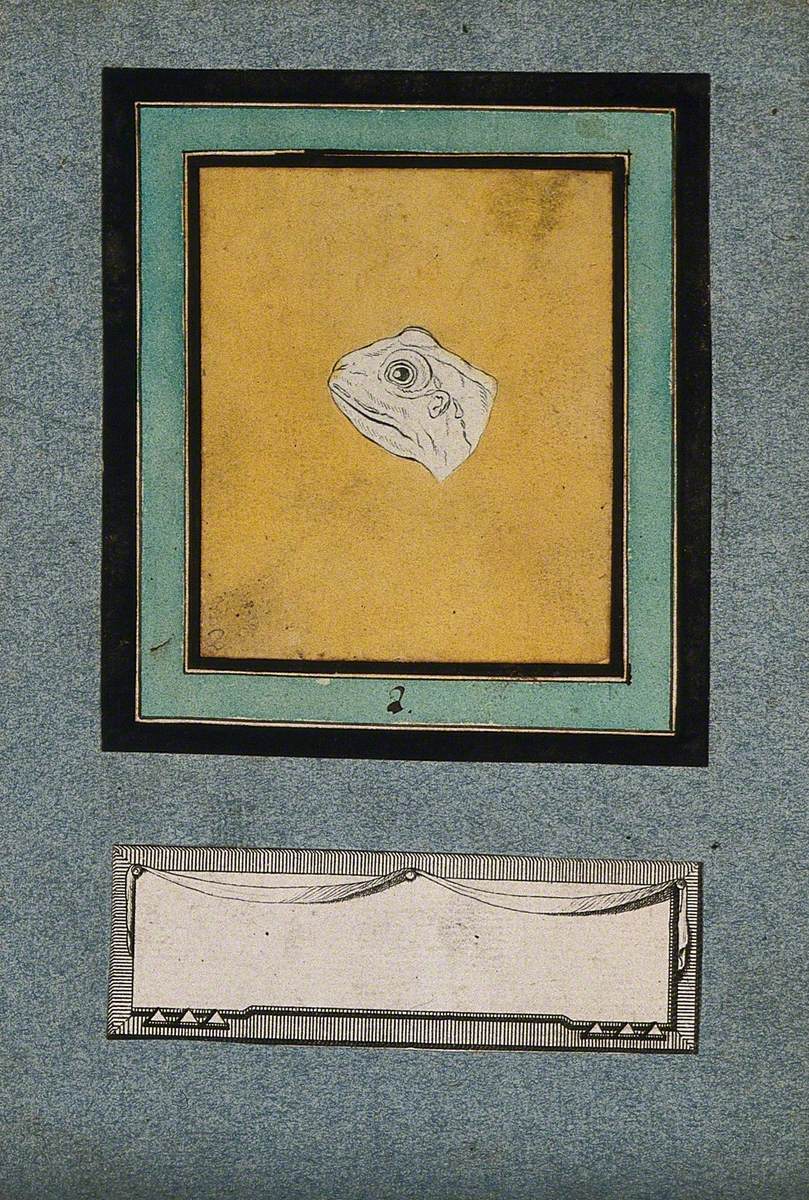 The Head of a Frog, in the Early Stages of a Physiognomic Metamorphosis into an Ideal Head of Apollo