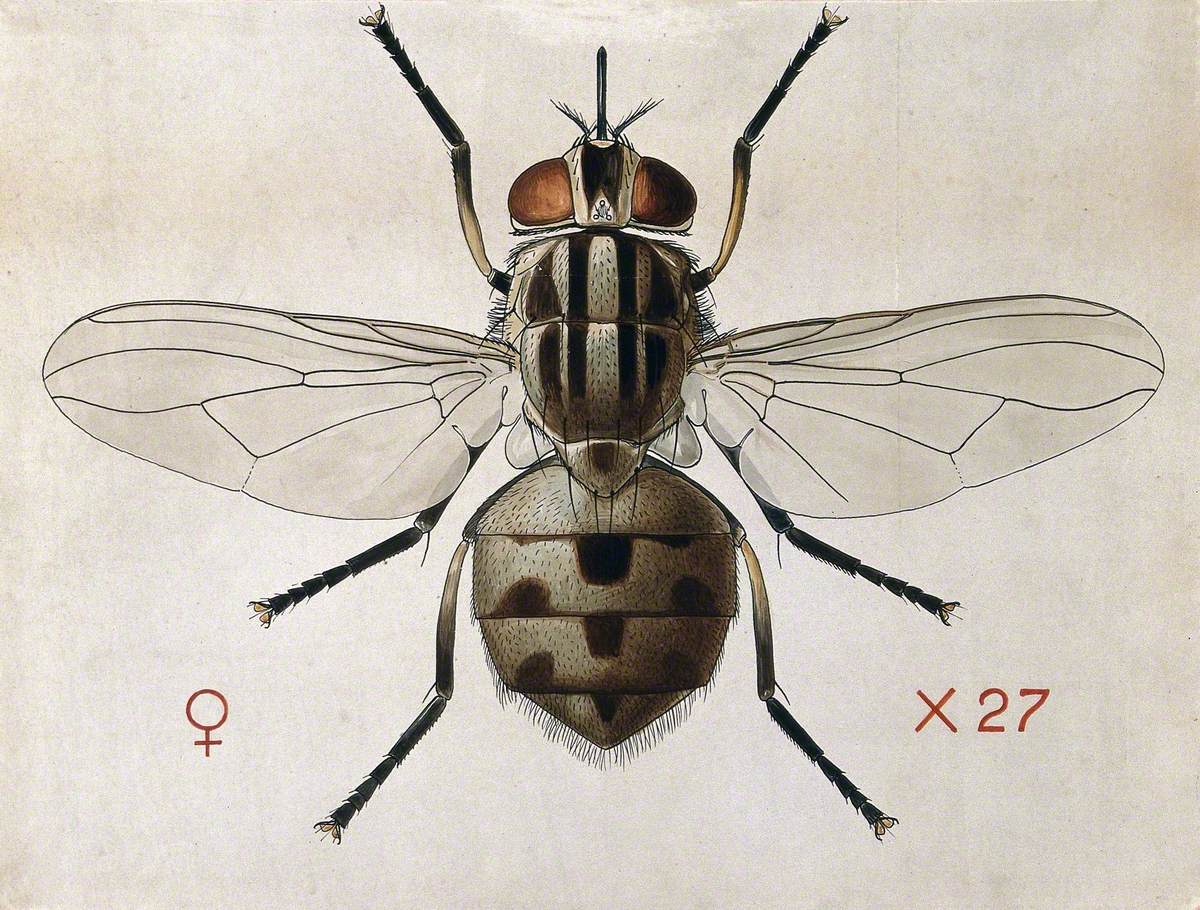 A Stable Fly (Stomoxys Calcitrans)