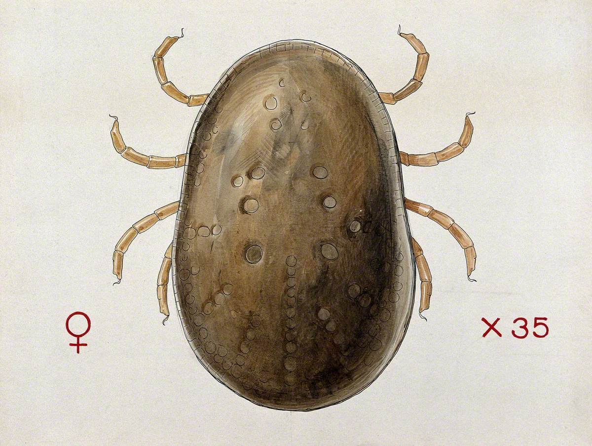 A Tick (Argas Persicus)