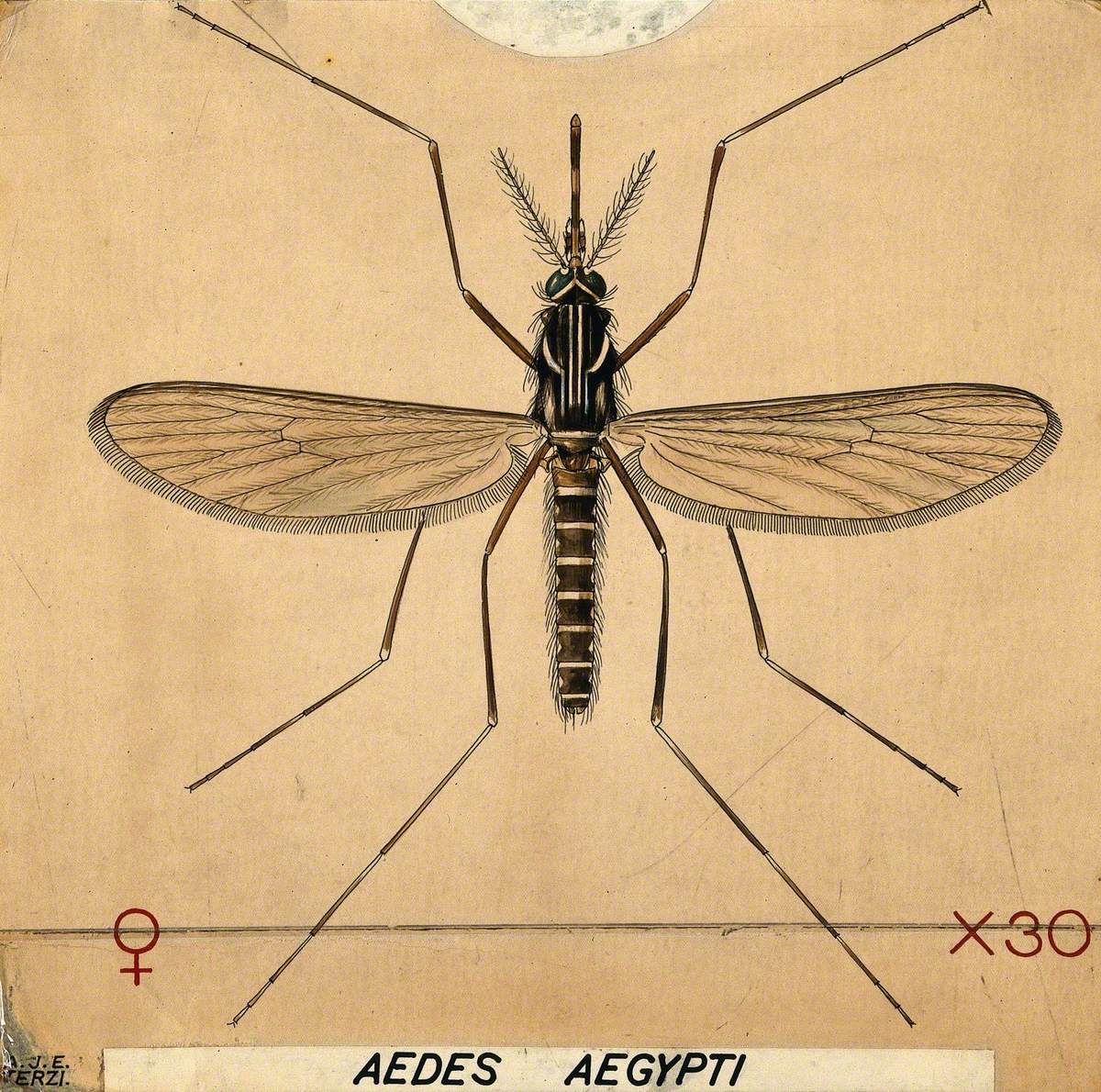An Anopheles Mosquito (Aedes Aegypti)
