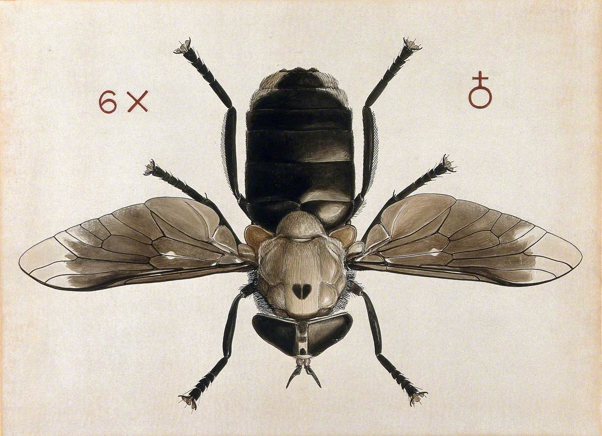 A Cleg or Horse Fly (Tabanus Biguttatus)