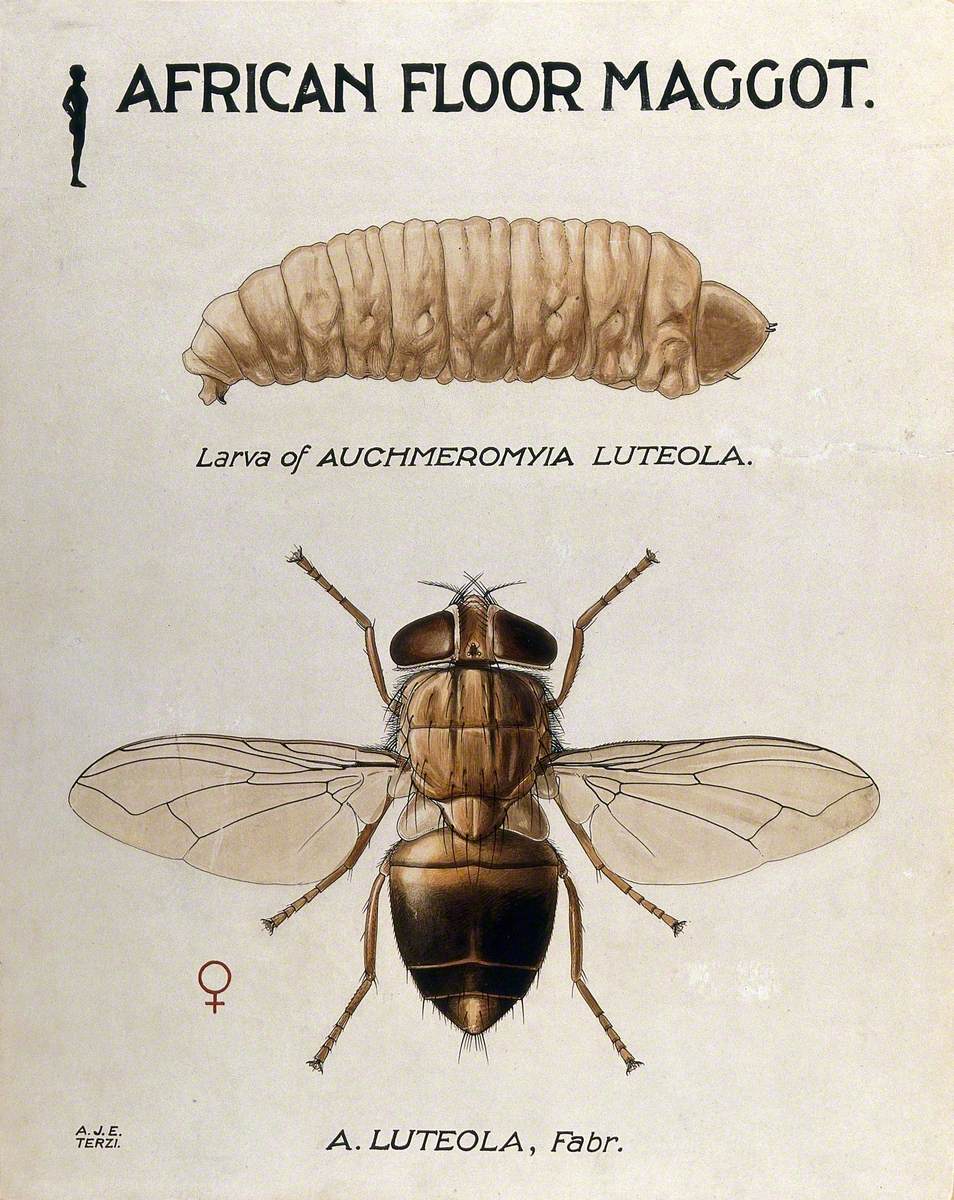 An African Floor Maggot (Auchmeromyia Luteola): Larva and Fly