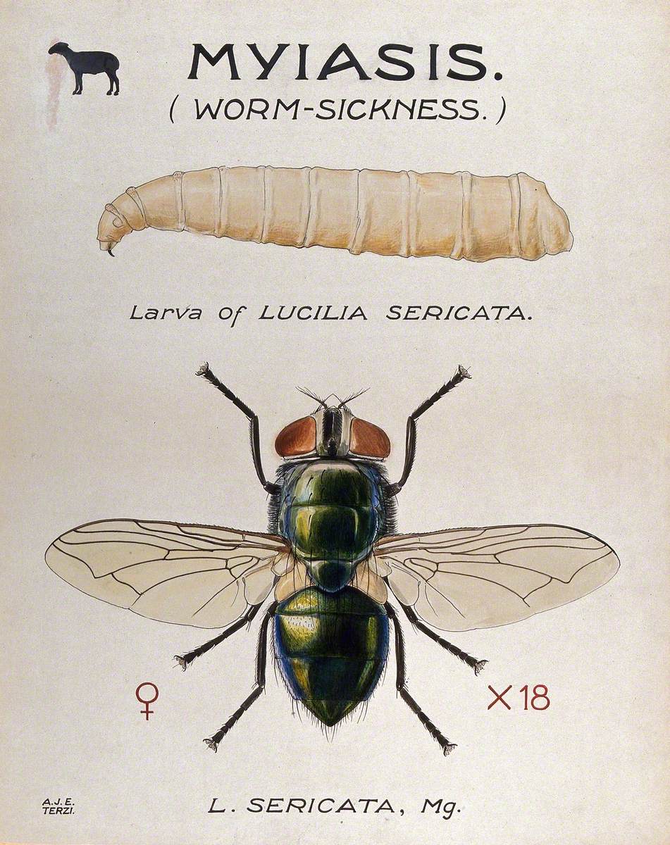 The Larva and Fly of a Greenbottle (Lucilia Sericata)