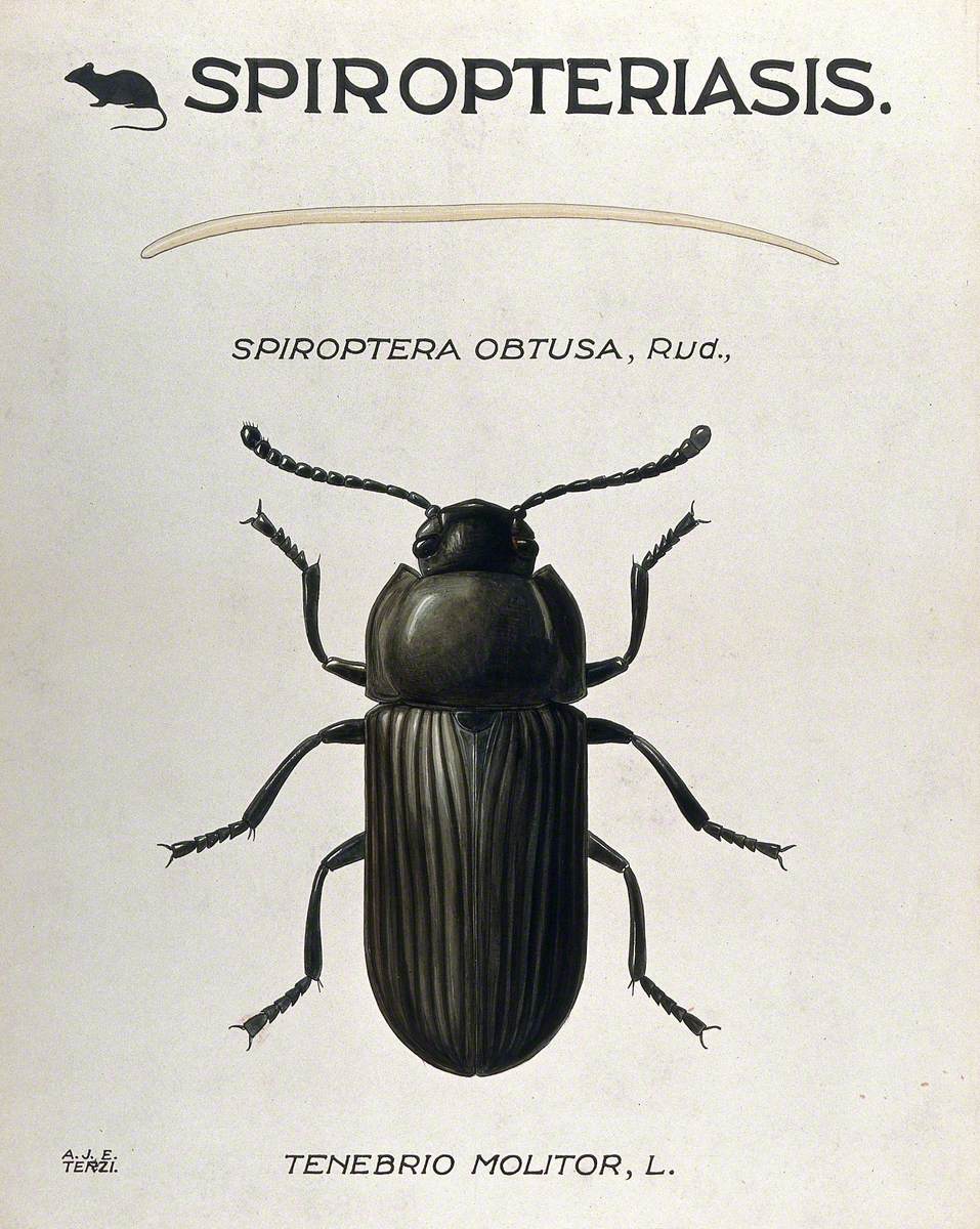 A Parasitic Worm (Filaria Species) and Its Vector Beetle (Tenebrio Molitor)