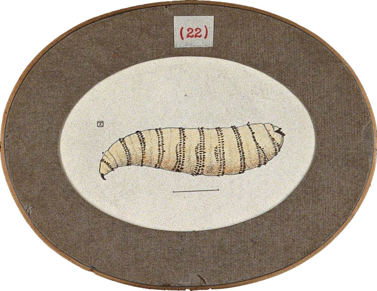 The Larva of the Fly Chrysomyia Macellaria