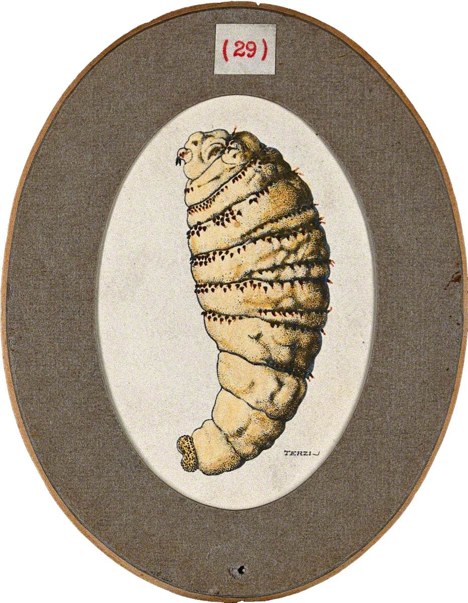 The Older Larva of the Fly Dermatobia Cyaniventris