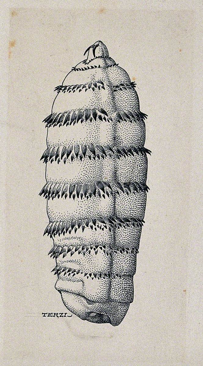 The Larva of a Horse Botfly (Gasterophilus Intestinalis)