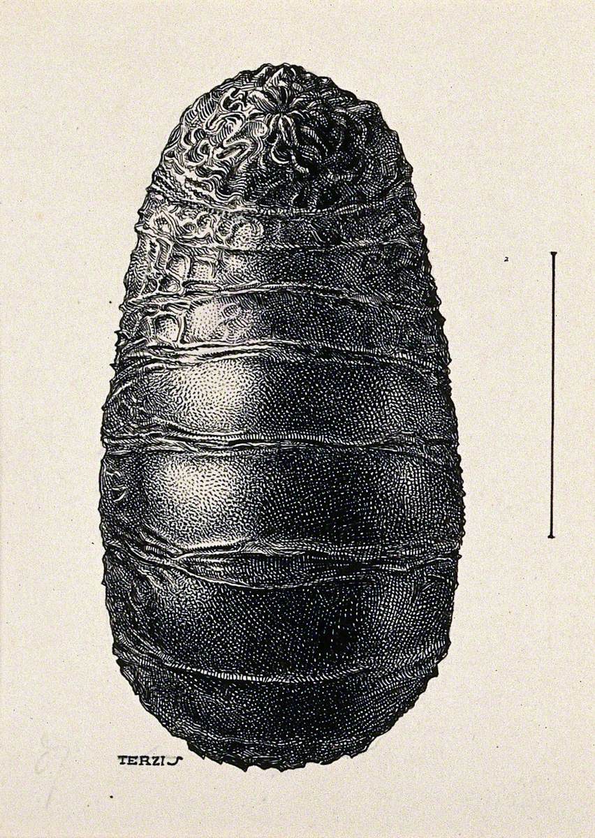 The Pupa of a Warble Fly (Oestrus Variolosus)