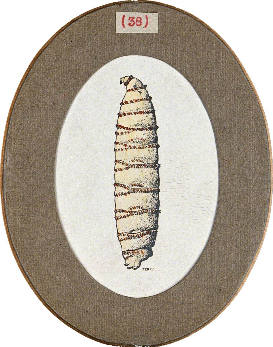 The Larva of a Flesh Fly (Sarcophaga Species)