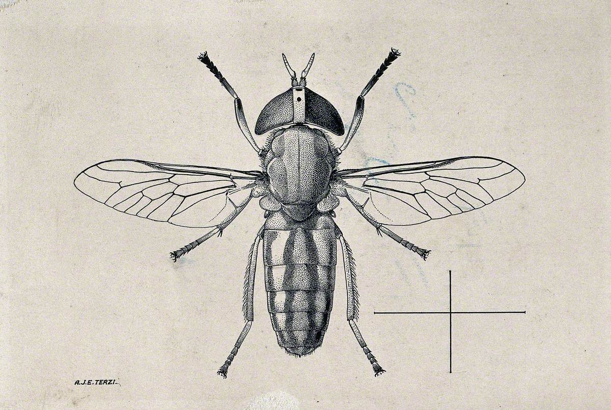 A Horse Fly (Tabanus Ditaemiatus)