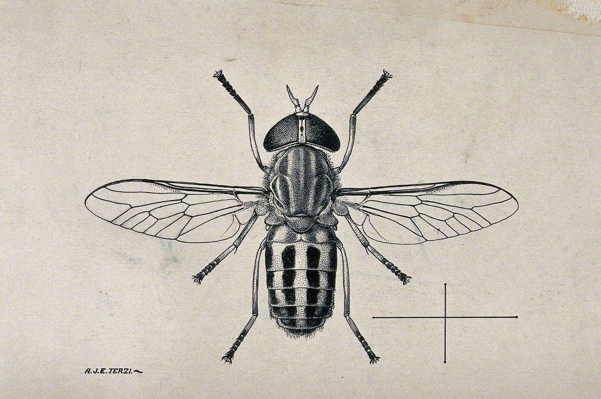 A Horse Fly (Tabanus Gratus)