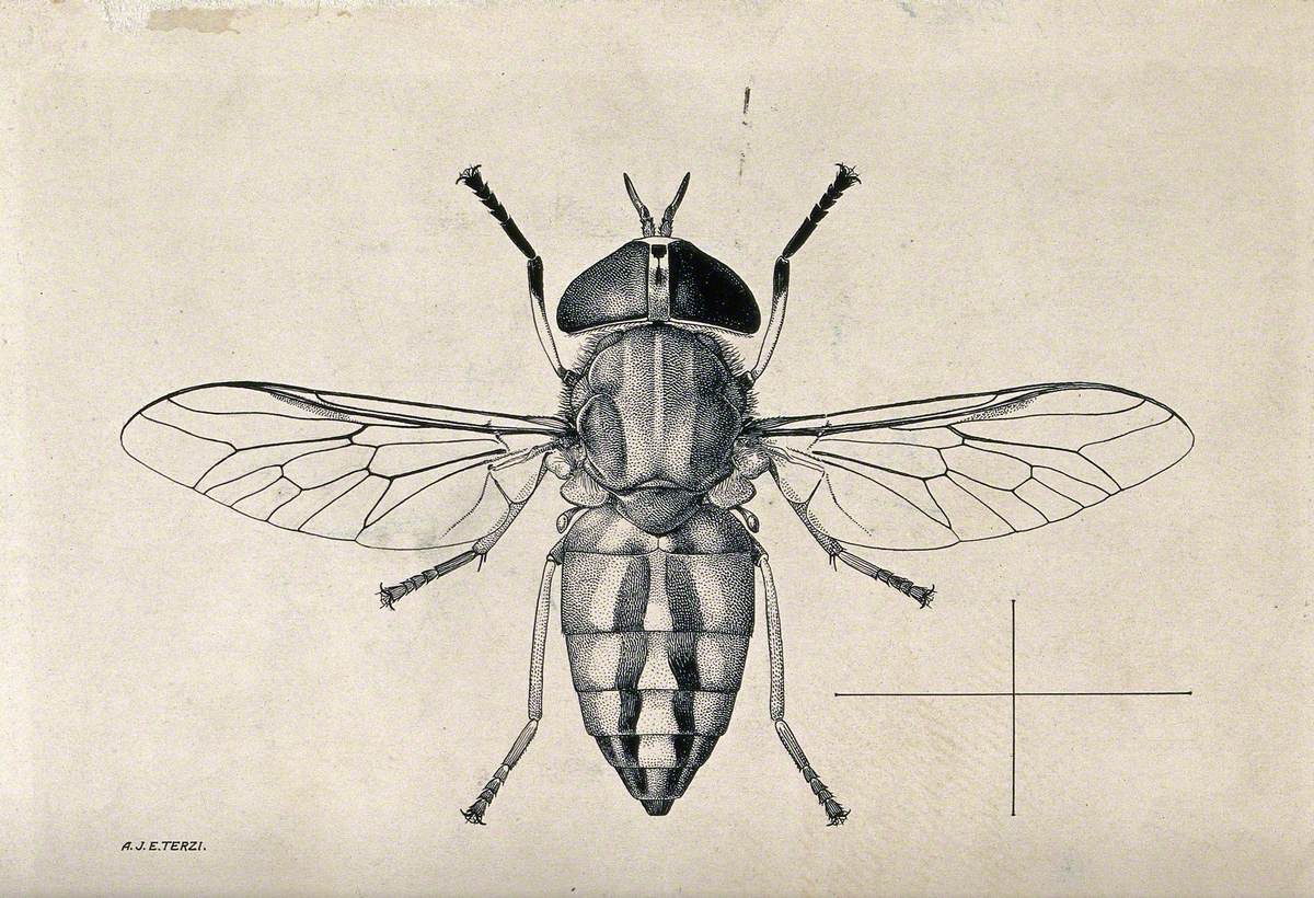 A Horse Fly (Tabanus Socius)