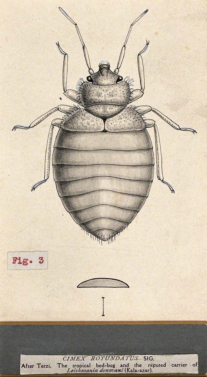 The Tropical Bedbug (Cimex Hemipterus)
