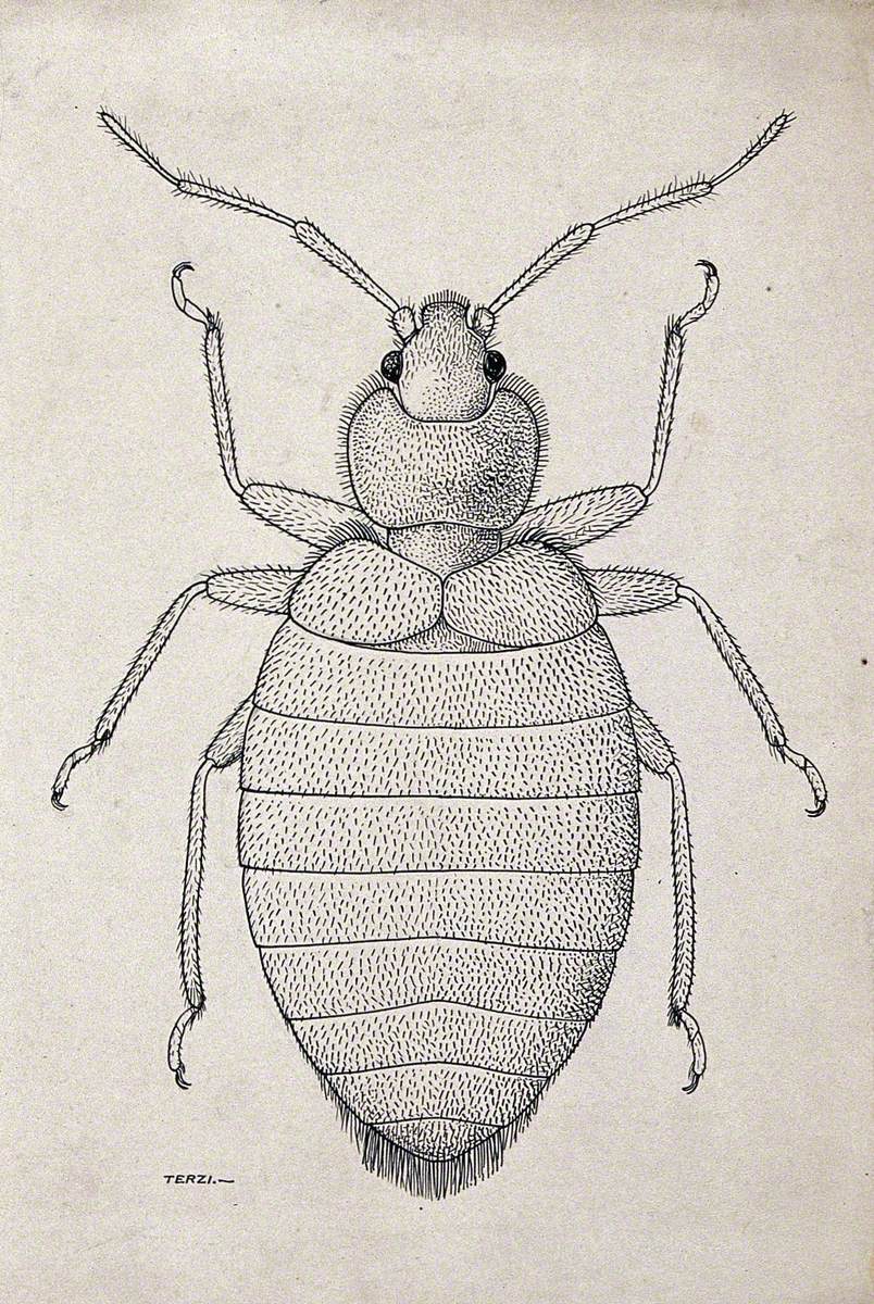 The Female Tropical Bedbug (Cimex Hemipterus)