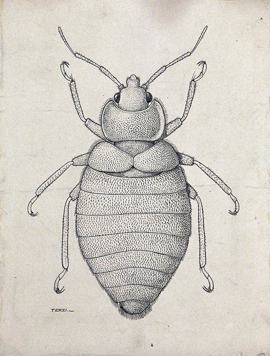 The Male Tropical Bedbug (Cimex Hemipterus)