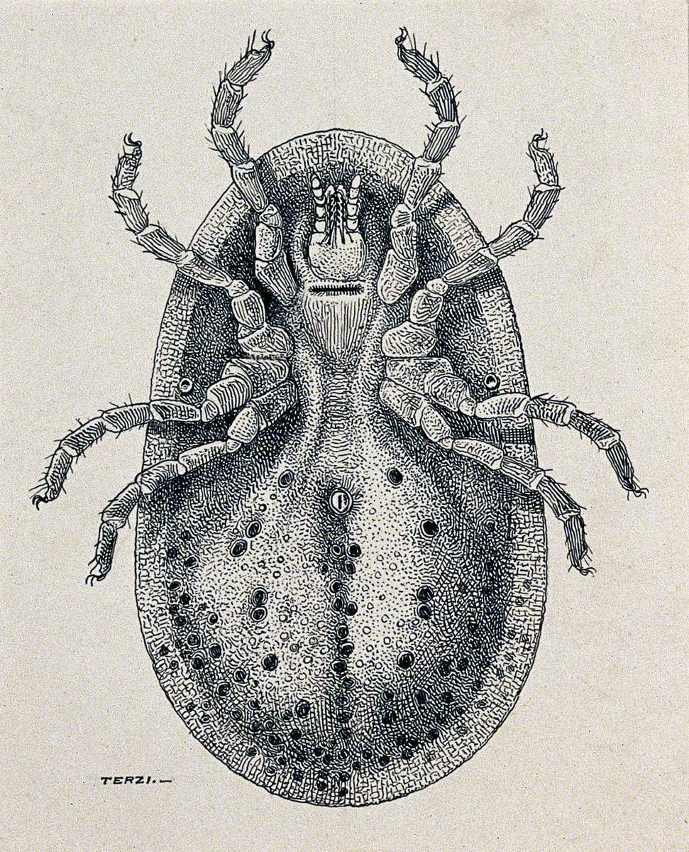 A Ventral Aspect of the Female Fowl Argas (Argas Persicus)