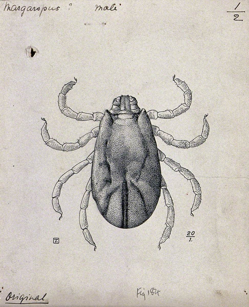 A Hard Tick (Margaropus Annulatus): Dorsal View of the Male