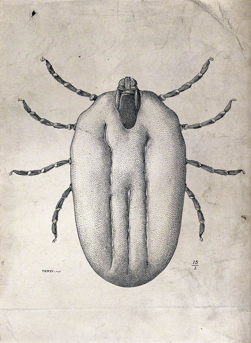 A Hard Tick (Margaropus Annulatus): Distended Female