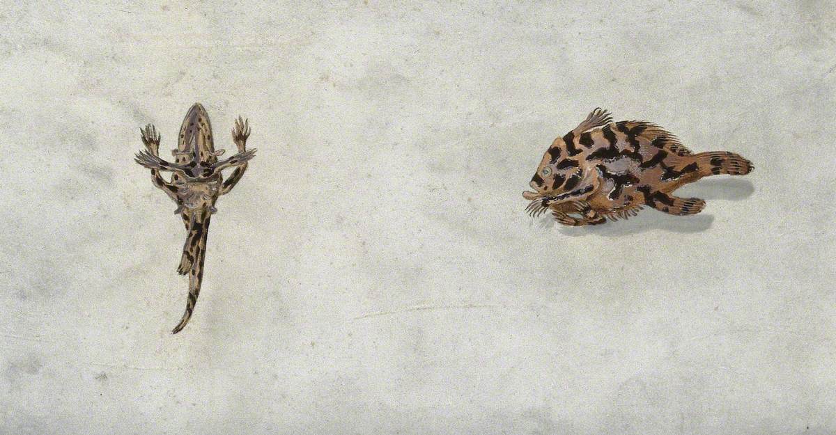 Two Mottled Fish