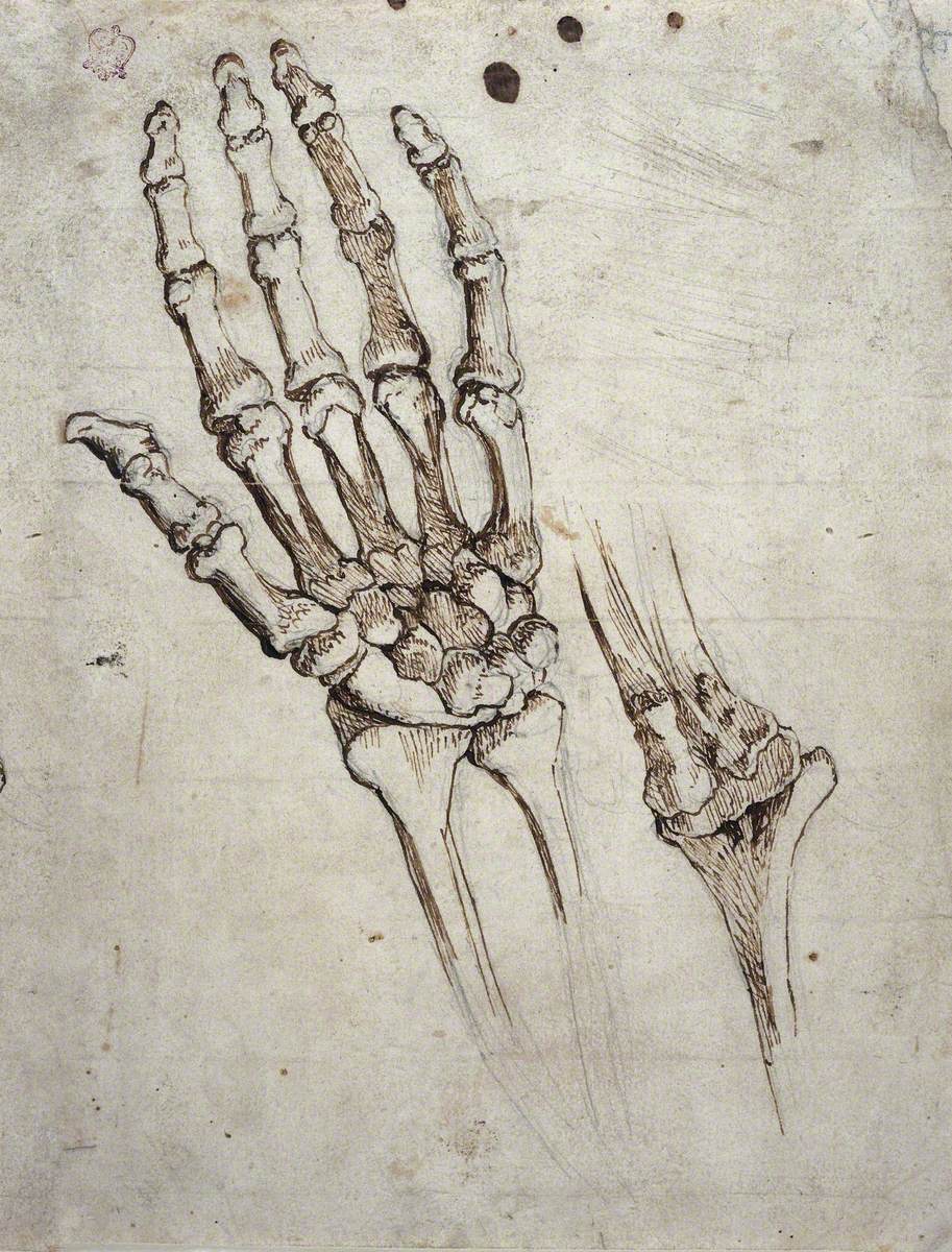 Bones of the Human Hand and Wrist, and of the Elbow Joint (recto); Head of a Man (verso)