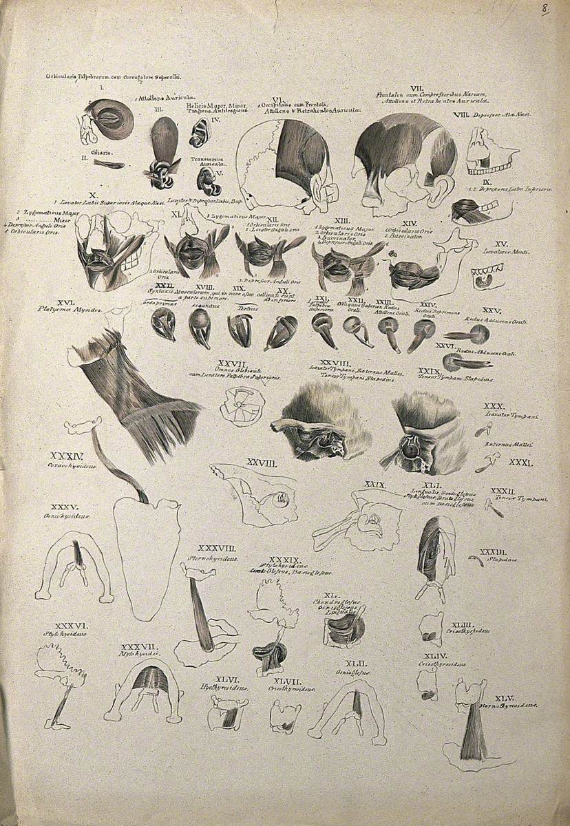 Muscles of the Head, Face, Eye and Neck: 45 Figures