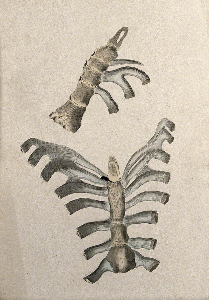 Ribs and Sternum: Two Figures