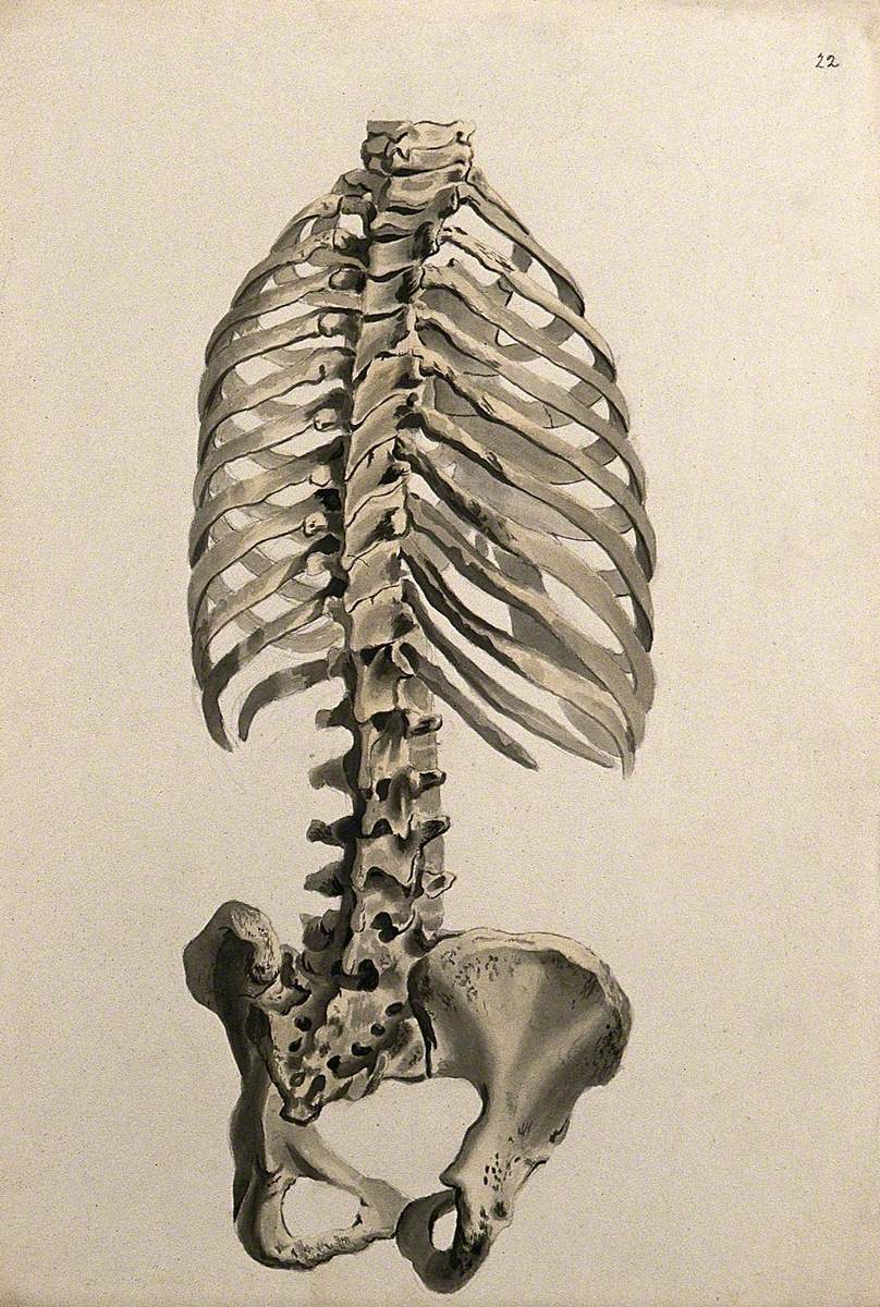 Bones of the Trunk: Back View