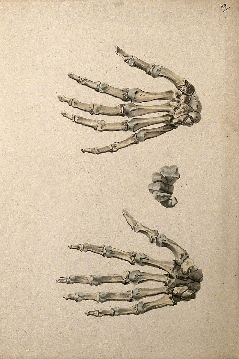 Bones of the Hand: Three Figures
