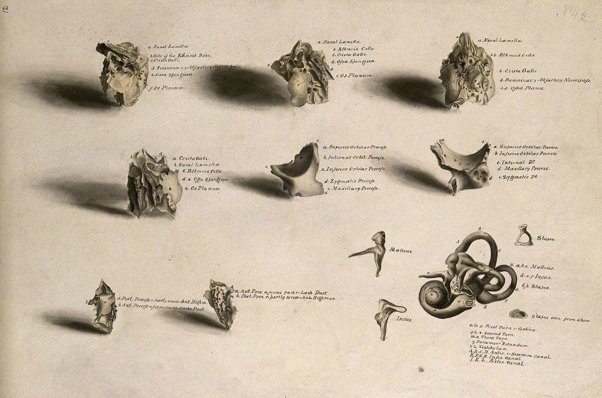 Bones of the Skull and Parts of the Ear: Thirteen Figures