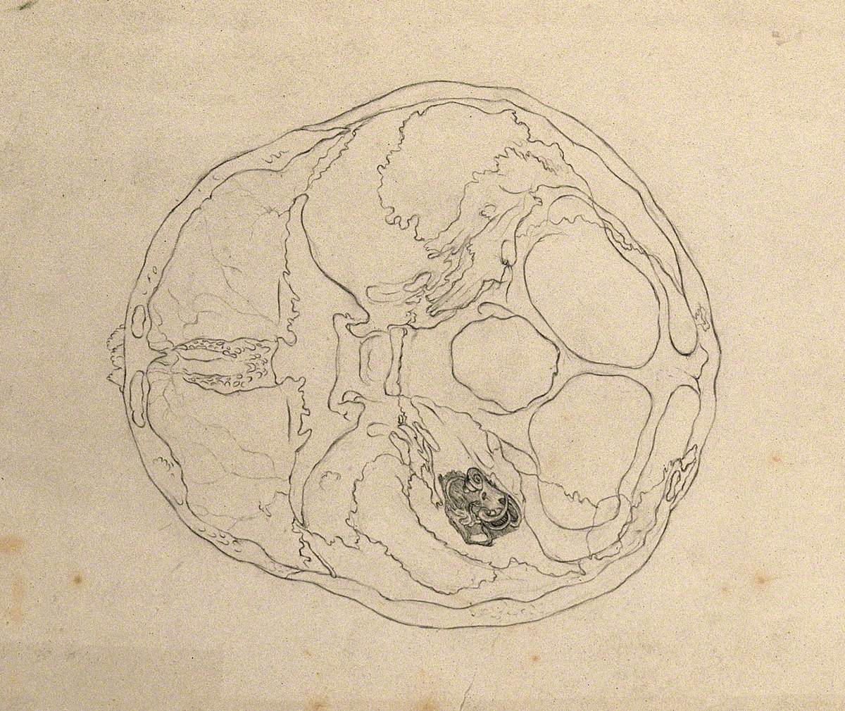 Cross Section of a Skull including Detail of Inner Ear
