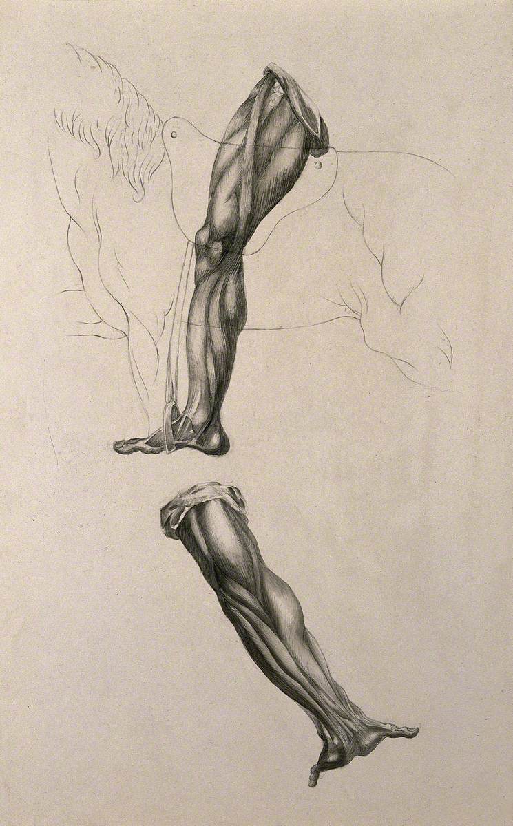 Écorché Leg of Man Riding a Horse, and Écorché Hand with Outstretched Palm