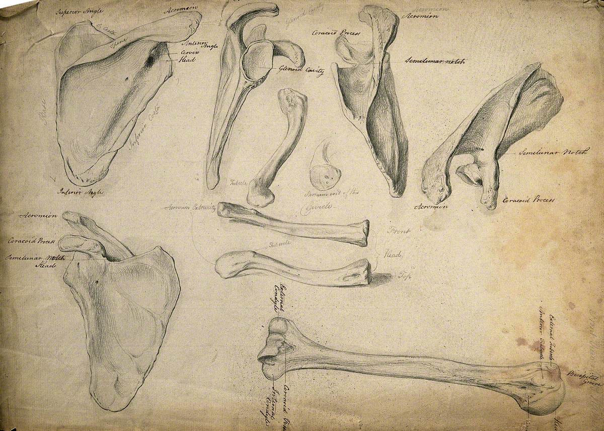 Scapula, Sternum, Clavicles and Humerus