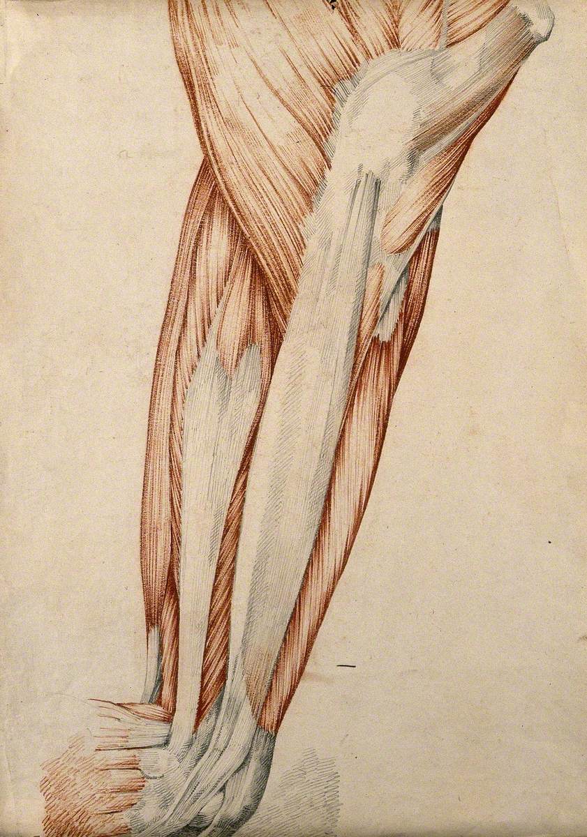 Muscles and Tendons of the Thigh and Knee Joint