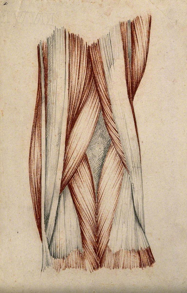 Muscles and Tendons of the Knee Joint